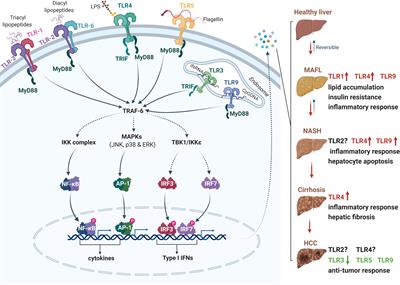 Pattern recognition receptors in the development of nonalcoholic fatty liver disease and progression to hepatocellular carcinoma: An emerging therapeutic strategy